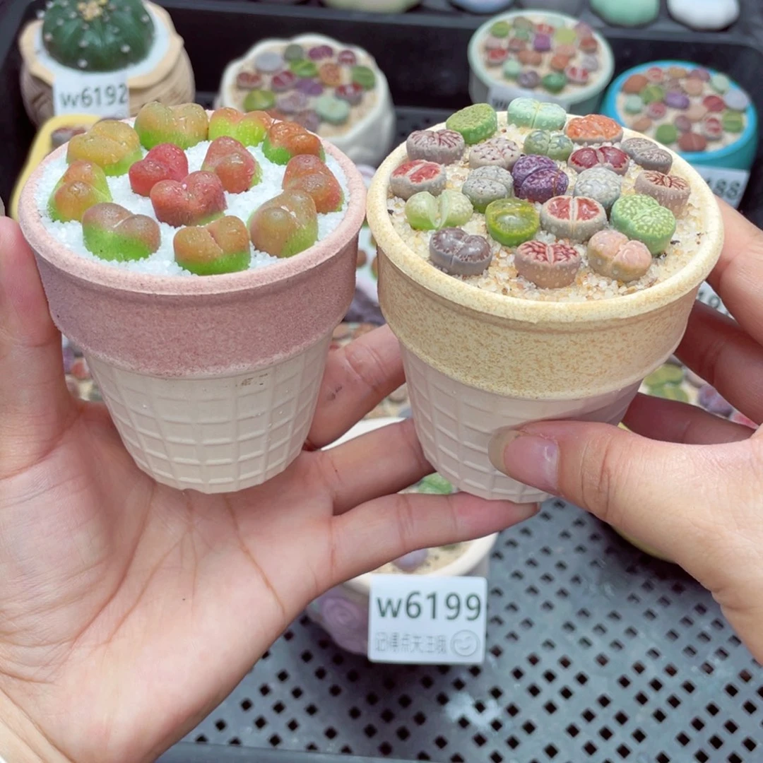 w6203 带盆土发货一物一拍