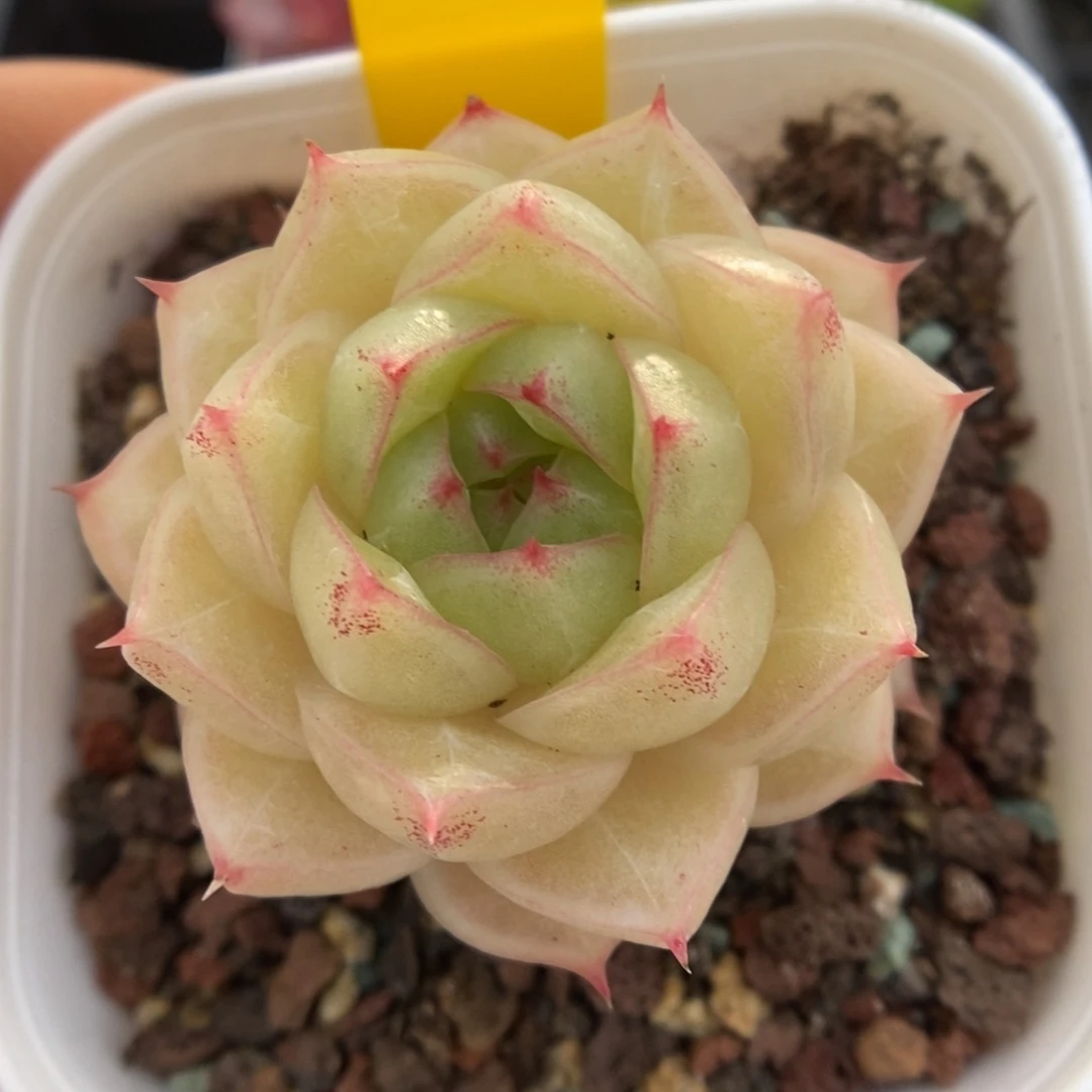 琉璃麦杆可拍817号