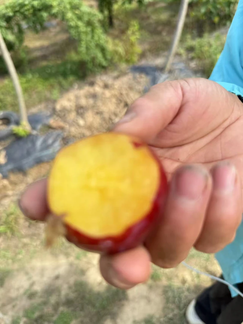 本地李子，红皮黄心，果园直发‘包邮