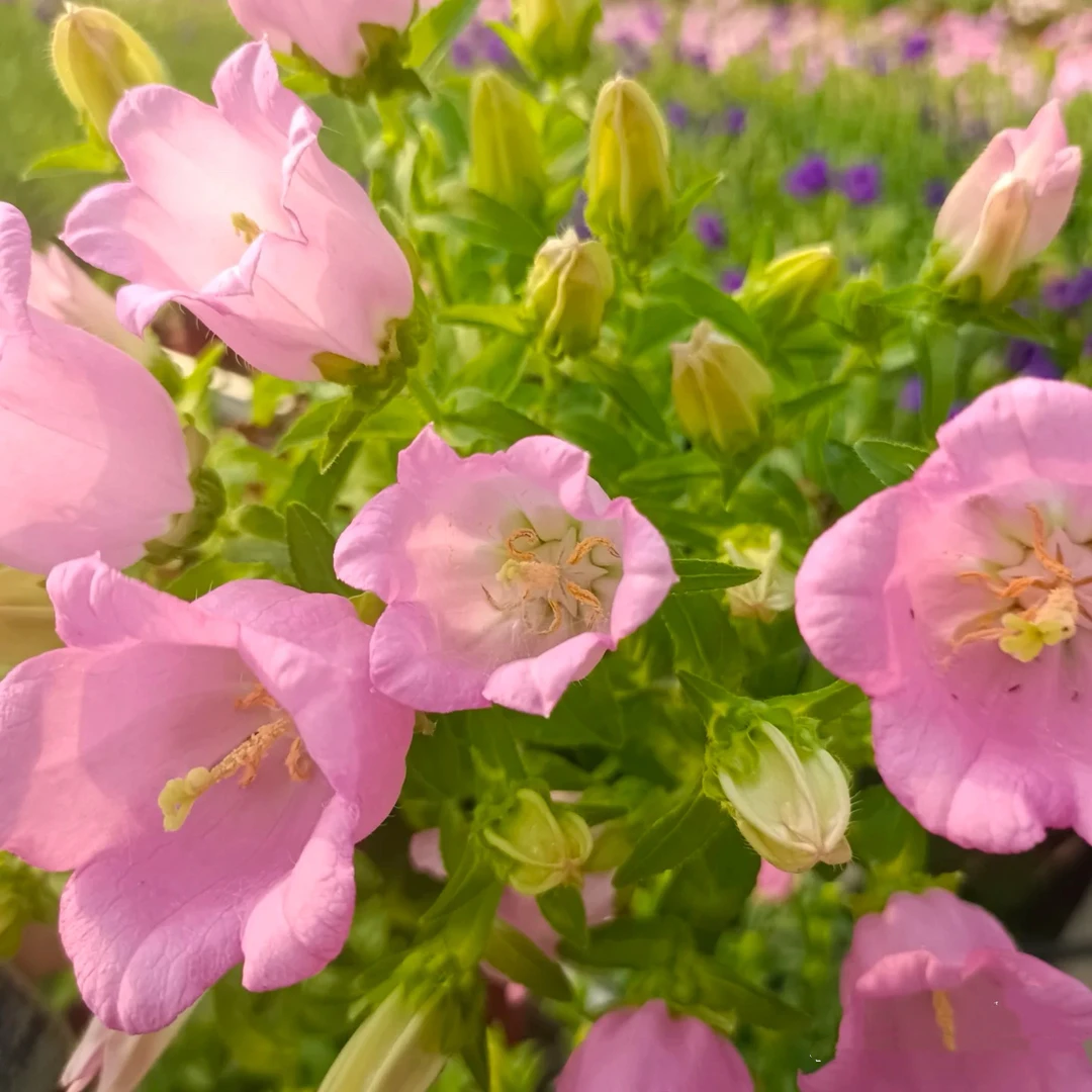 【酒杯风铃】花期长花量大适合盆栽云南精选