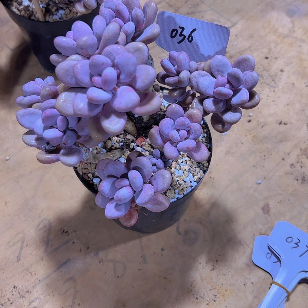 韩***36桃蛋。。。。。。。