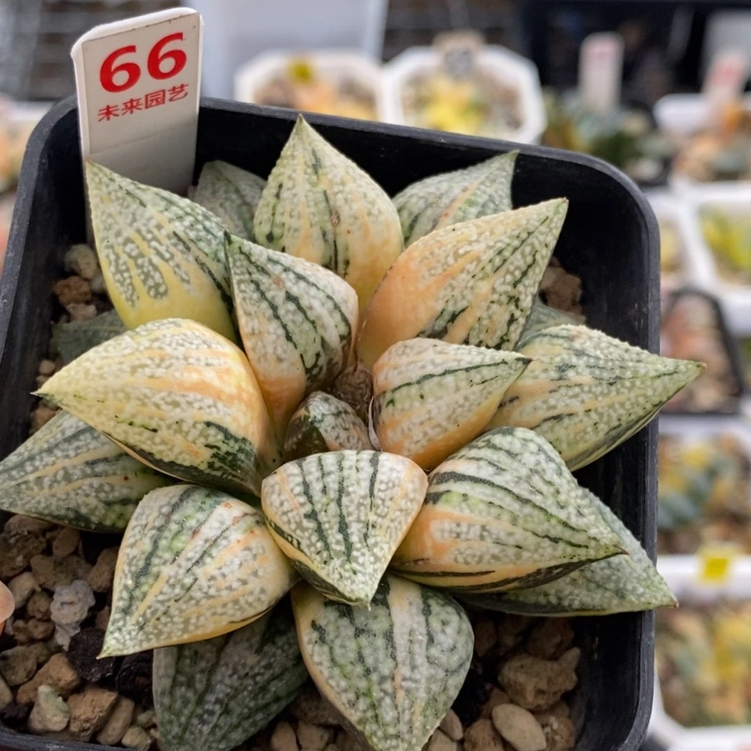 66号实生白银锦多肉