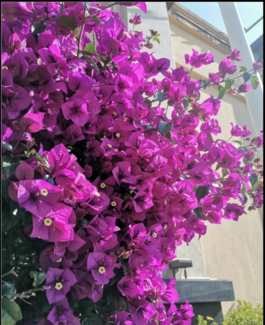 【安格斯-云南紫】 一物一拍掉花落叶不售后 介意慎拍