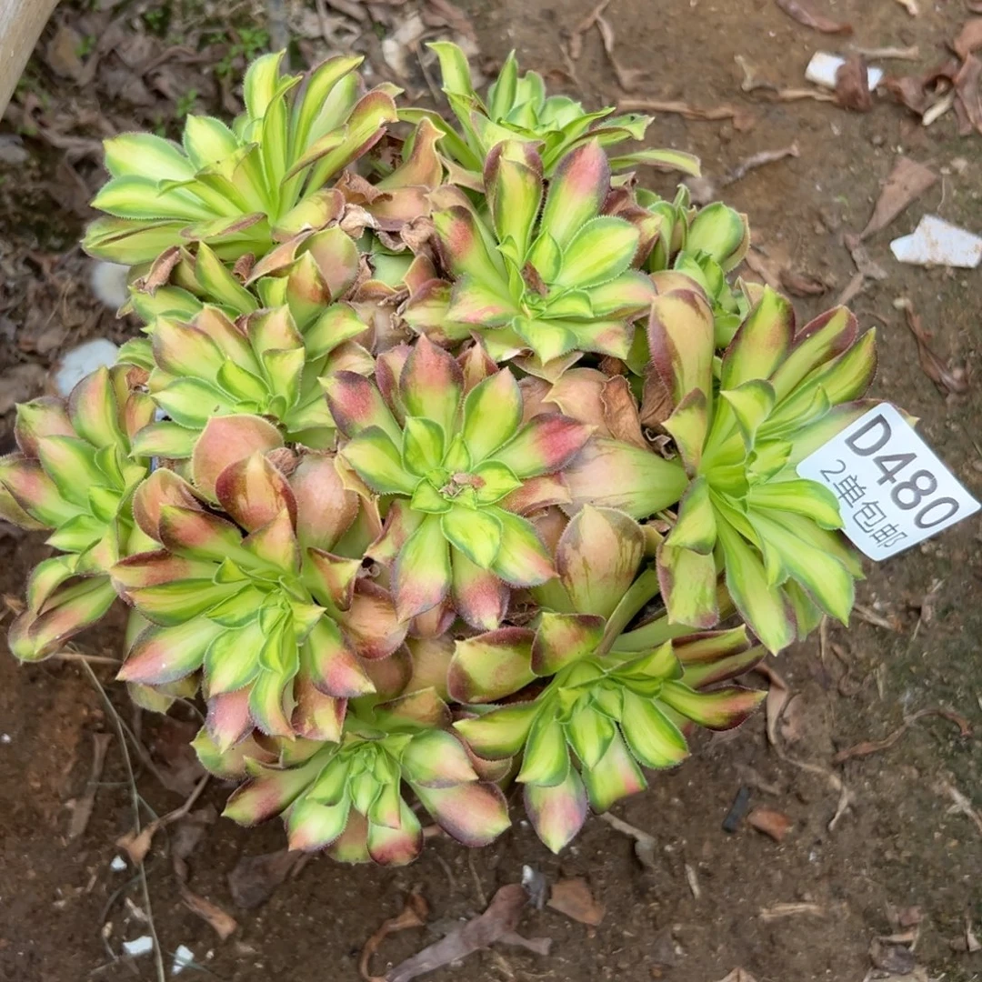 480多肉   韶华不包断头