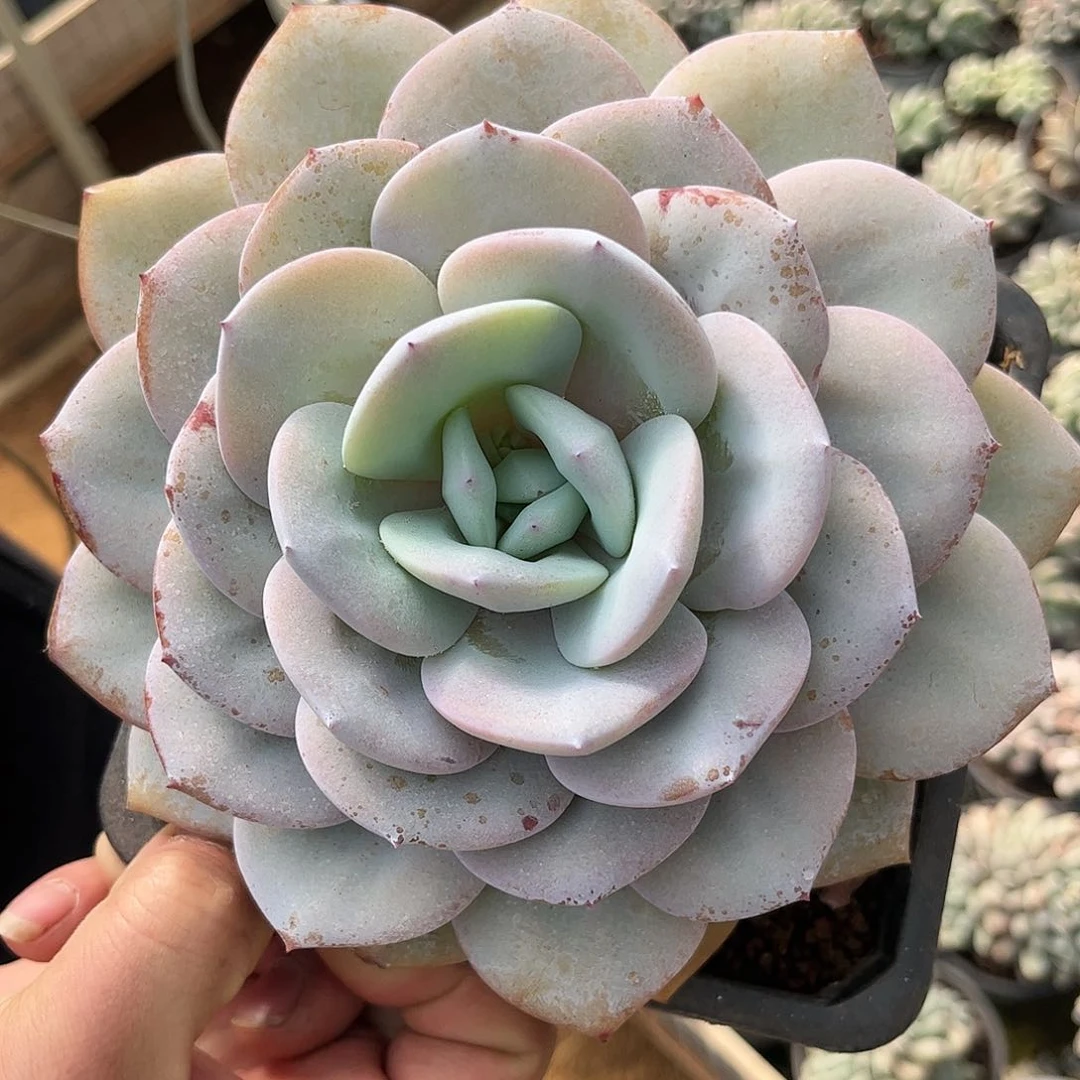 寄养链接的肉肉的