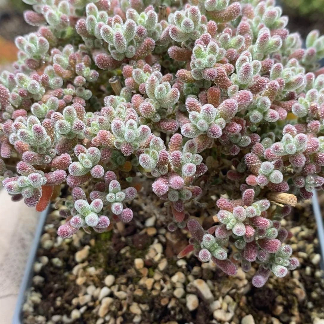 拾*优选冰晶4692年后发货