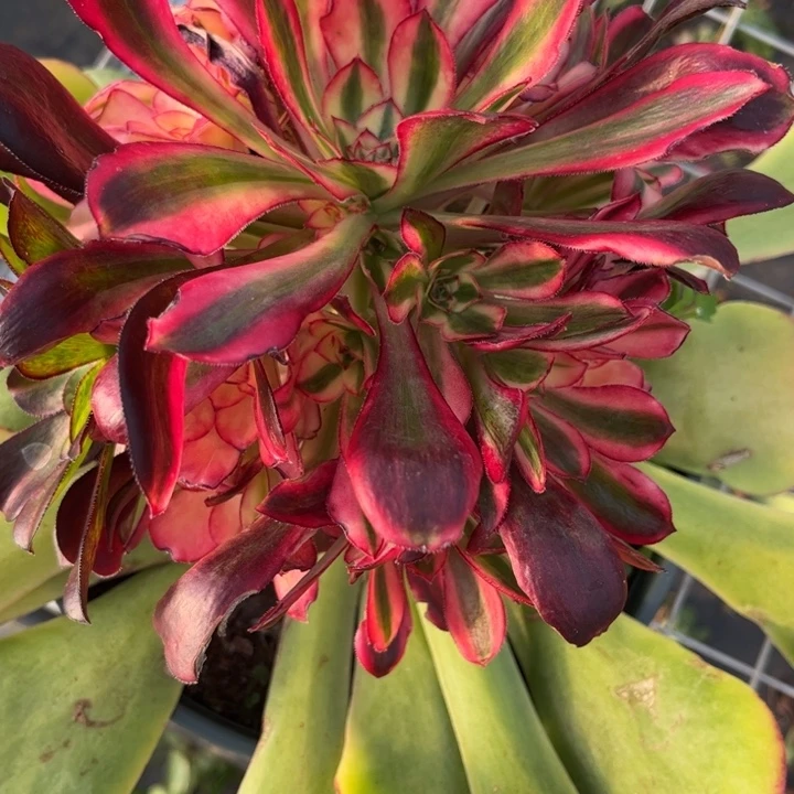 福***娃不开花植物福娃娃的定向链接