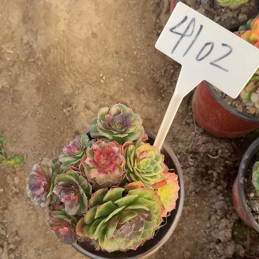 4102海王七彩多肉法师多肉