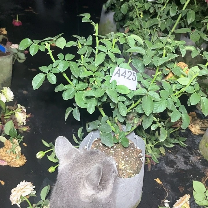 无花朵咽罗425号。