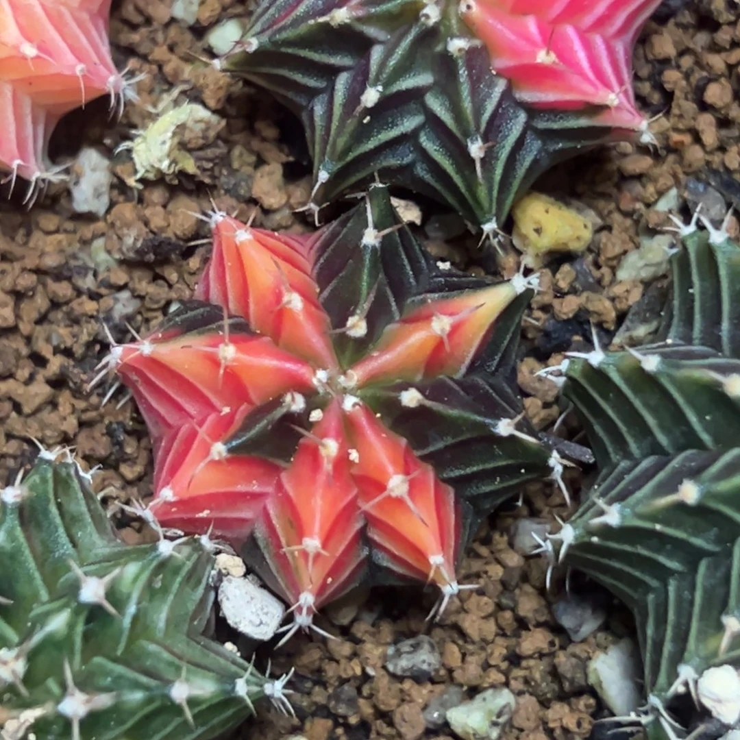 实生肋骨锦脱土发货7