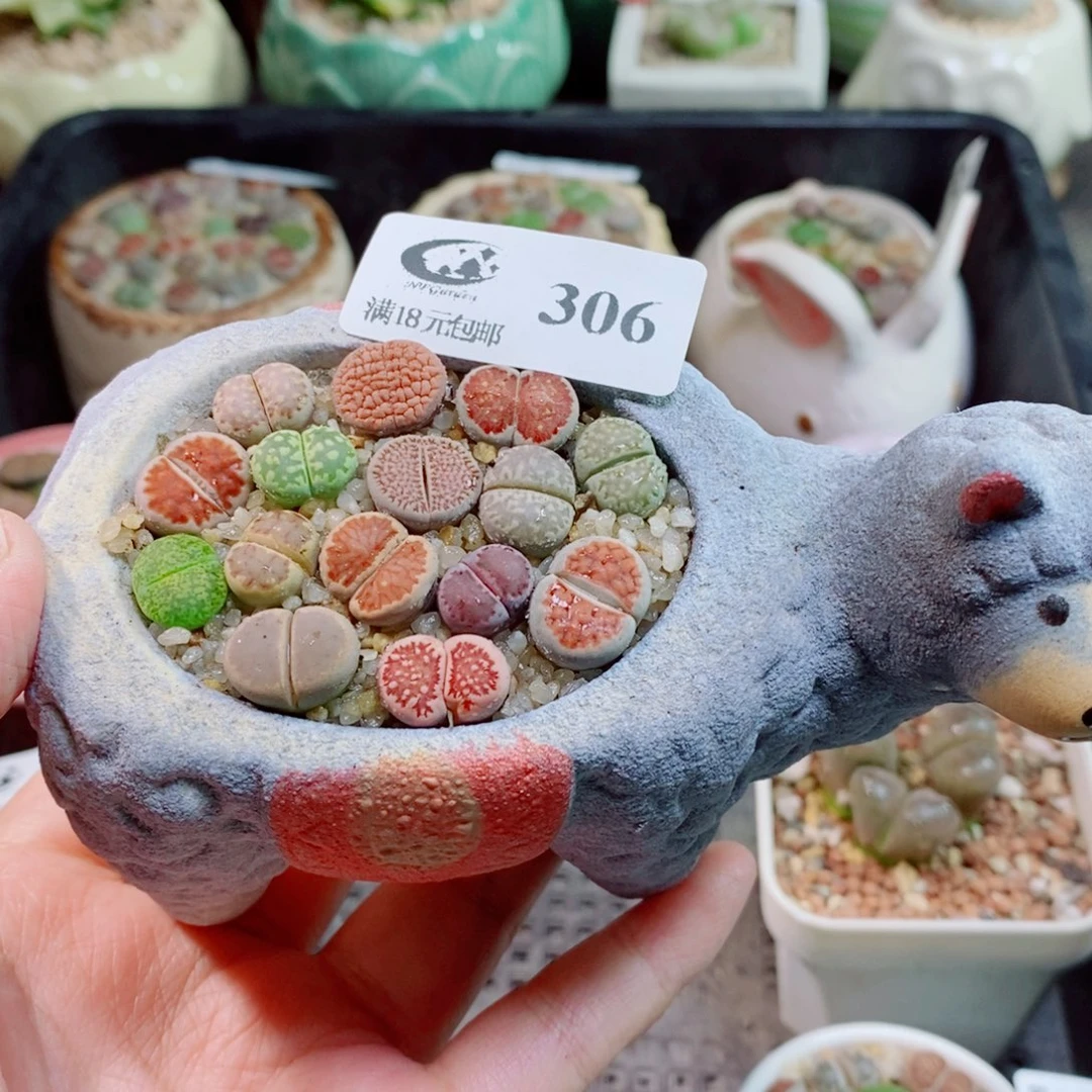 生石花花花花开了306