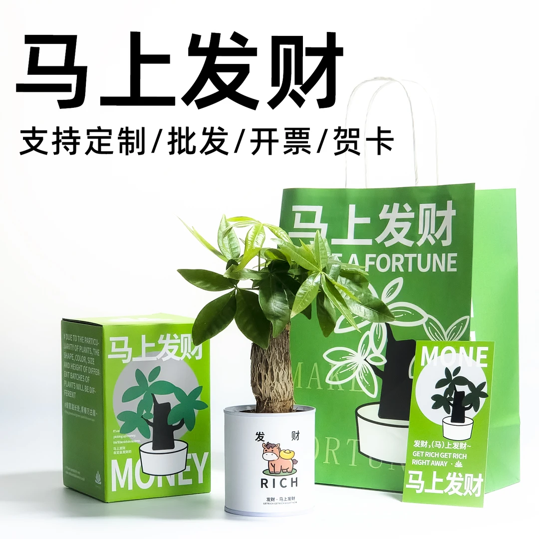 情绪稳定发财树植物盆栽室内桌面四季绿植学校企业定制创意礼物