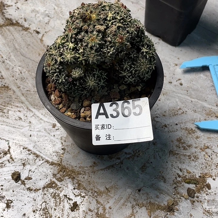 大***笨365姬牡丹所仙人球