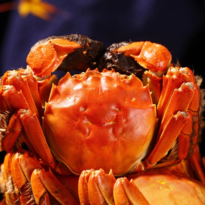 【活蟹】精挑大闸蟹母5.0-4.7两共8/10只装鲜活冷链BJ