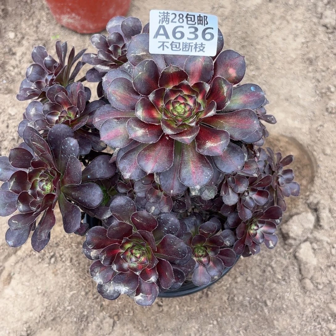 X. 636晚霞多肉112333