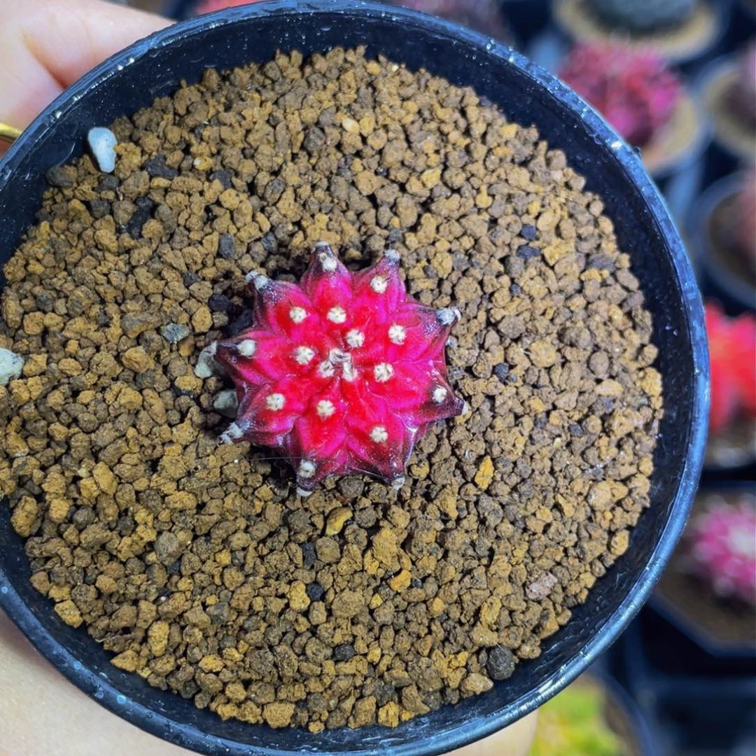 米哈星球0000000000000882