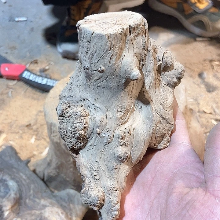 柏木伤*太行山区柏木木木