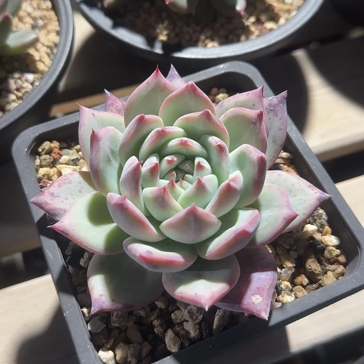 红拉糖单头五十包邮老桩