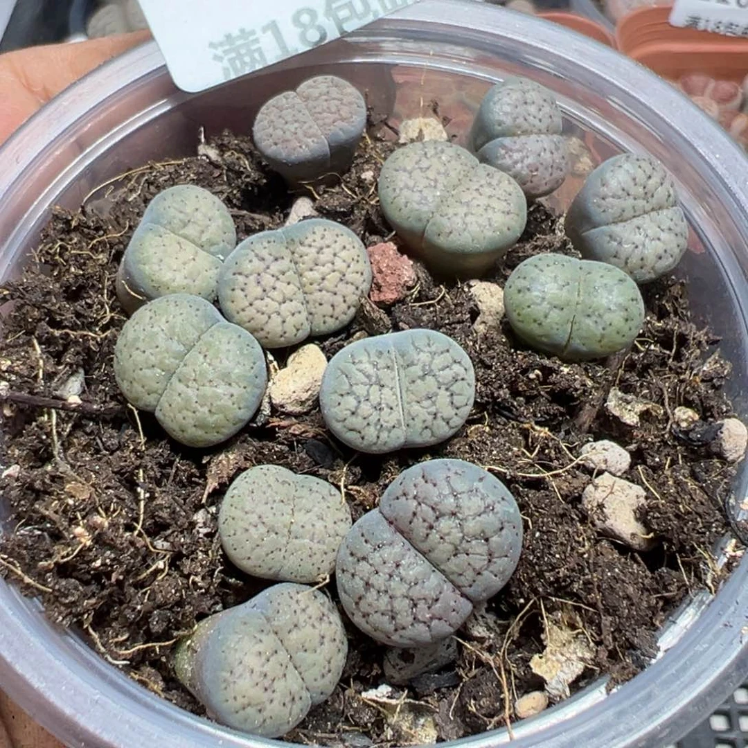 【闪购商品】 1109。