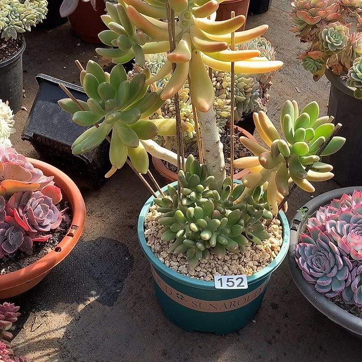 152金蟾 一物一拍多肉