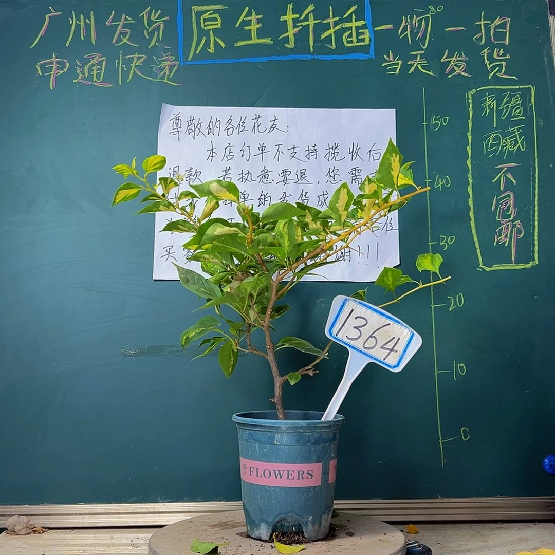 当前无花栽培后可以开花金心橙白1364