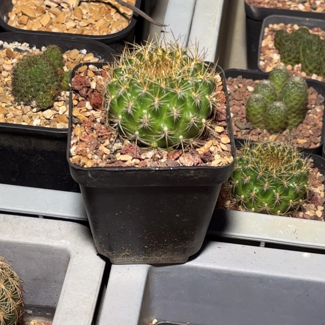 侧芽扦插繁殖带盆发货