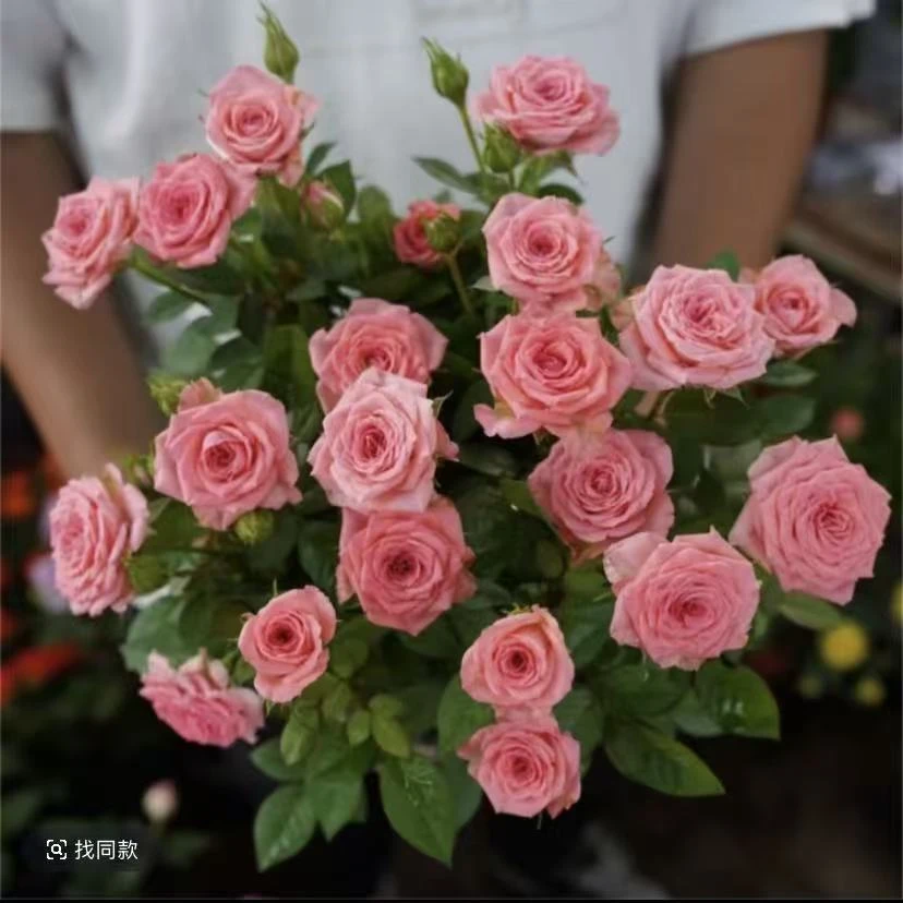 仙度瑞拉棒棒糖【买一送一】月季室内室外新手易养护多季节爆花开