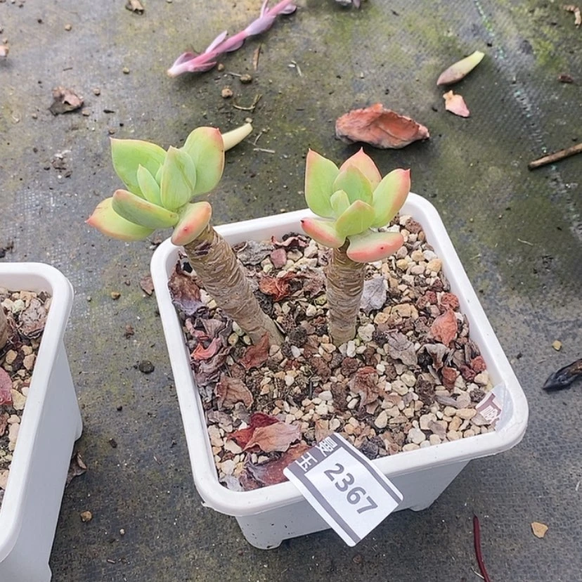 【闪购商品】芒果美人2367