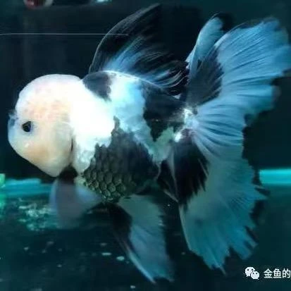 三色熊猫玛丽泰狮金鱼冷水观赏鱼好养耐活鱼苗到家