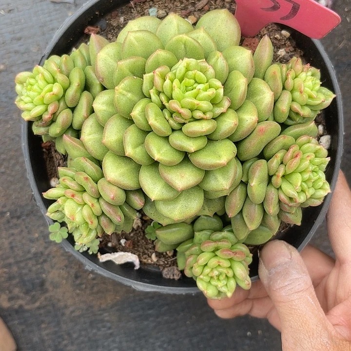 晨语多肉，一物一拍237苹果花