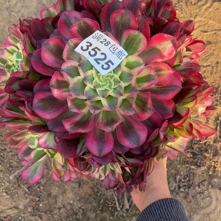 3525天和多肉植物