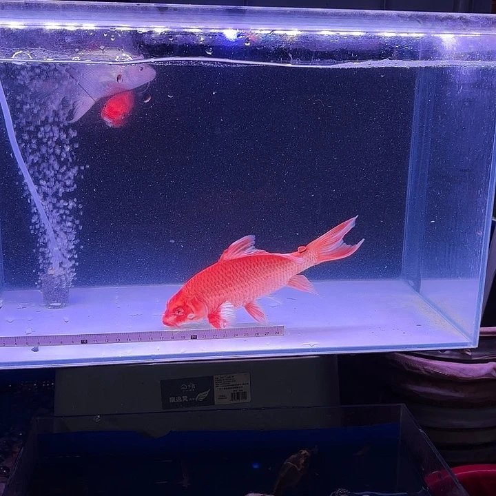 海水鱼大旗大尾蝴蝶鲤1条