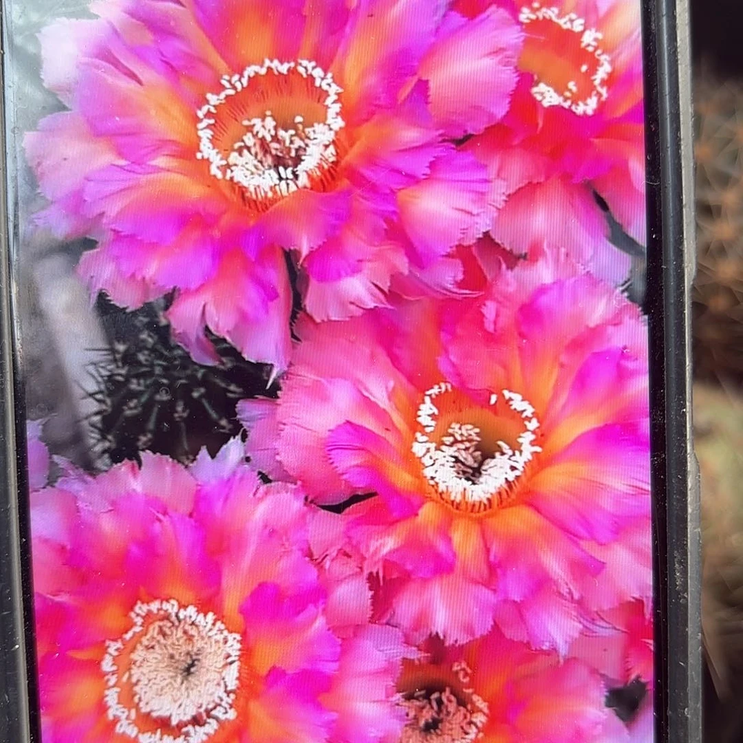 彩云彩侧牙20包邮仙人球42