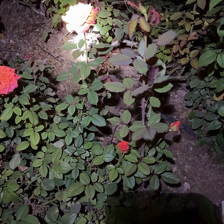 无花朵红色2测品小苗