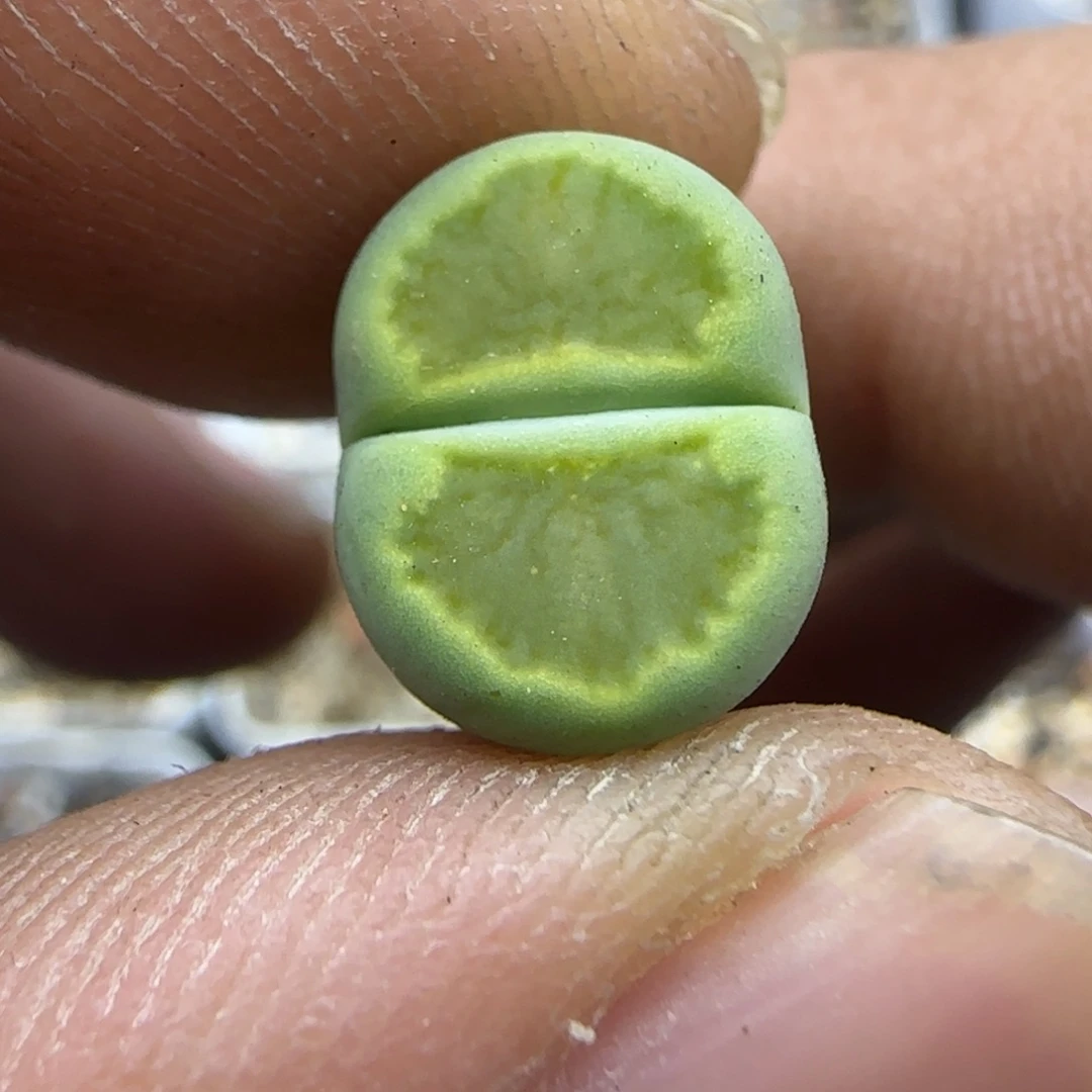 843 生石花大棚直播