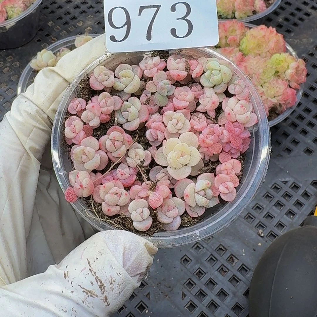 多肉植物多肉植物973