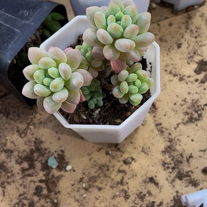 八角盆洛可可群带盆土