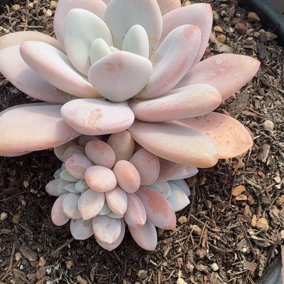 1965一物一拍（满28包邮