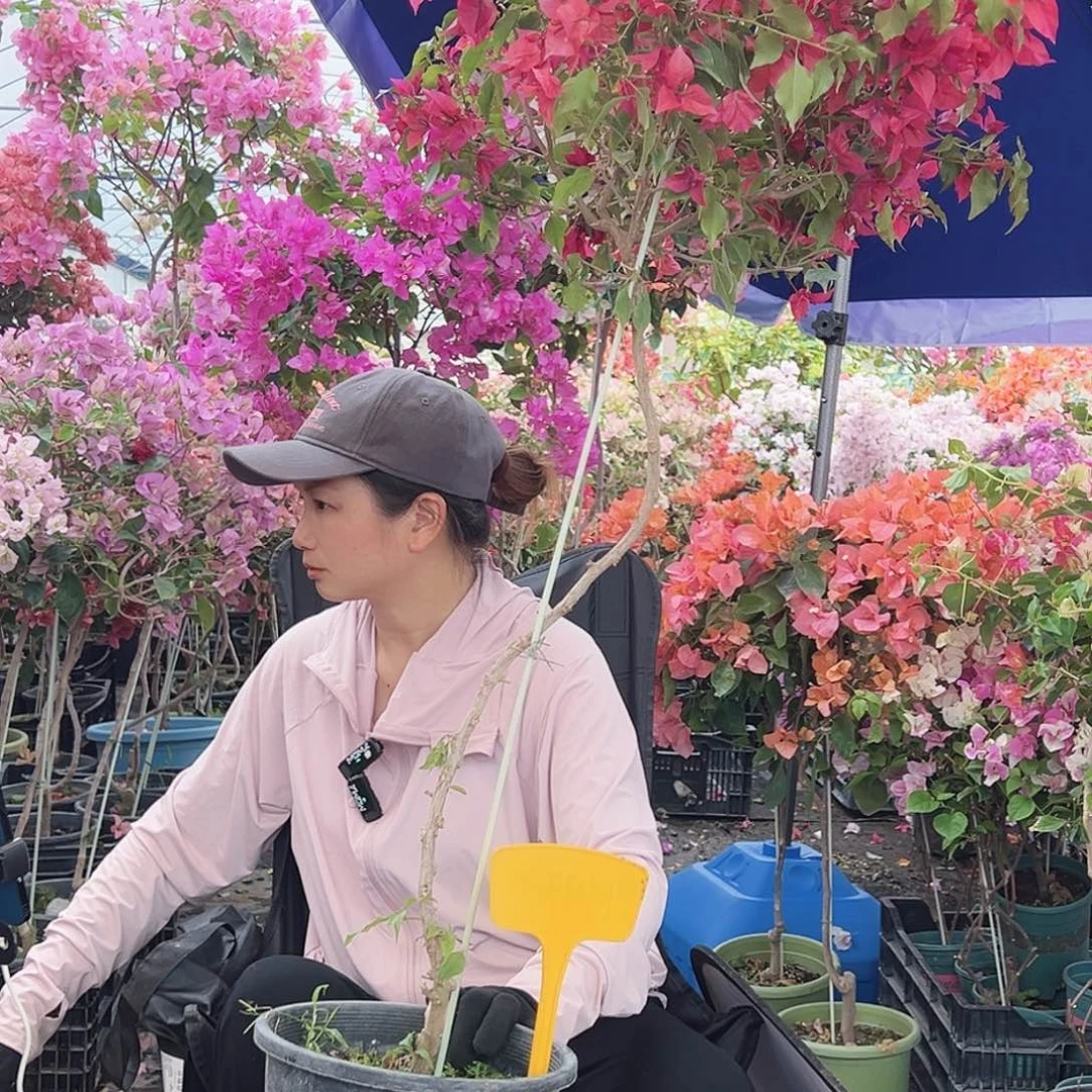 识***理大部分花苞少量开放H99酒红桑巴