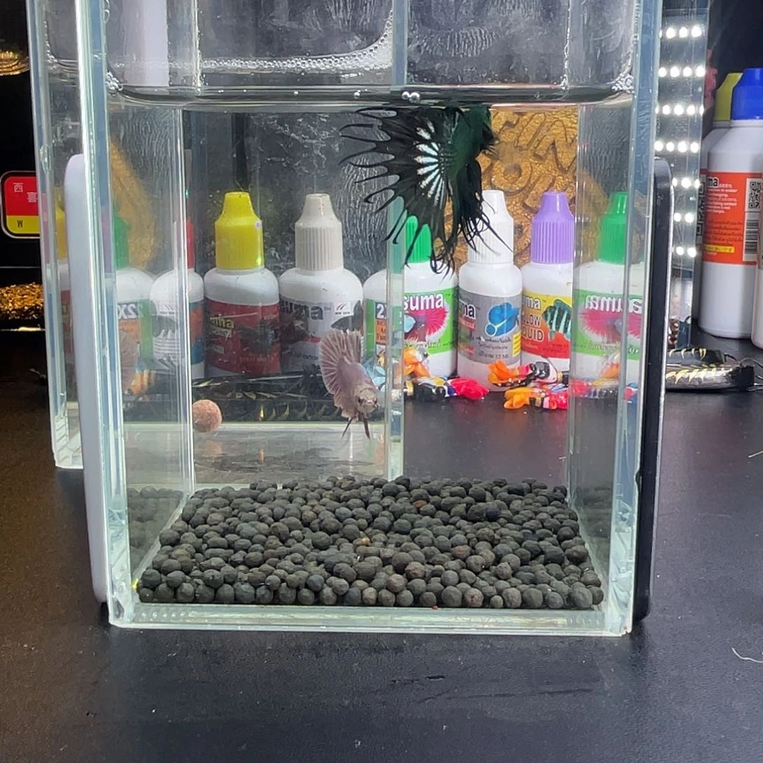 斗鱼5号116早绿毒