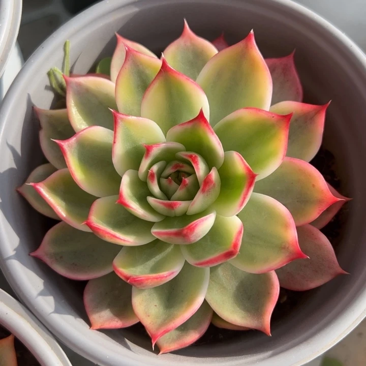 桃花锦一物一拍锦龙