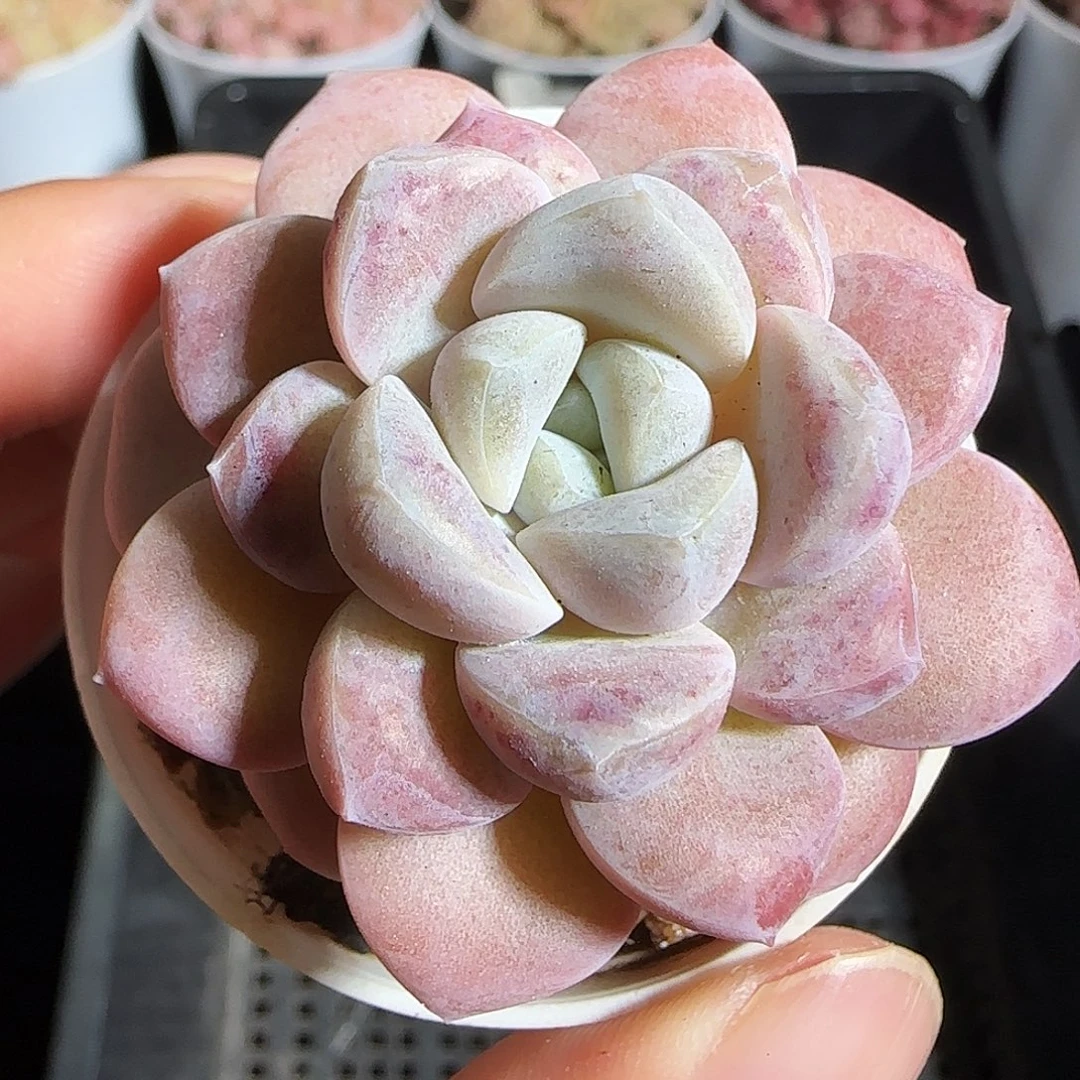 多肉1220-48奶油美人