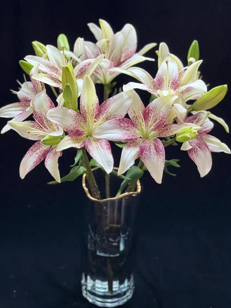 【源头一手价】赞美诗无香亚百合多头3支（小头）基地鲜花  家养水养