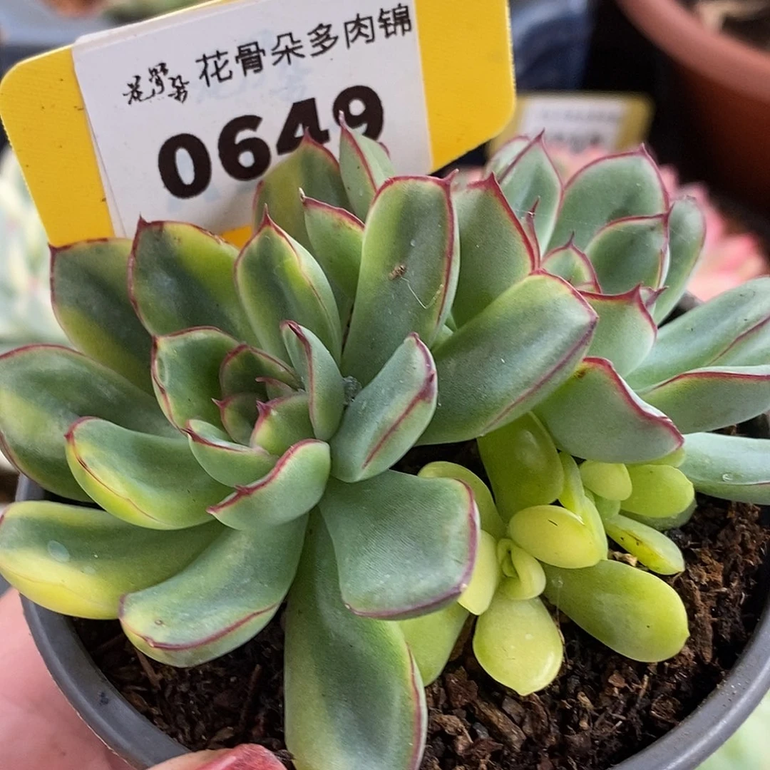 649哈哈哈哈哈哈哈哈