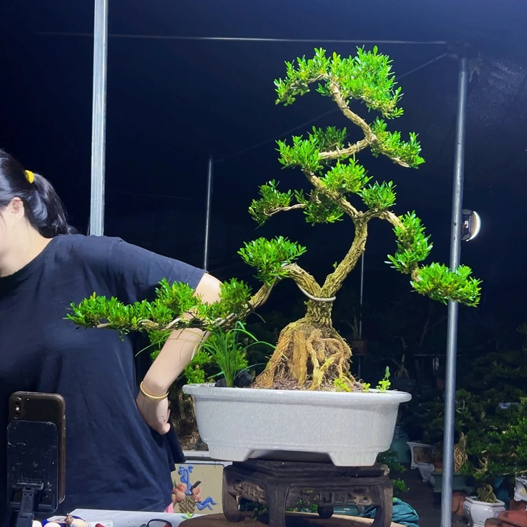 当前无花栽培后可以开花黄杨木