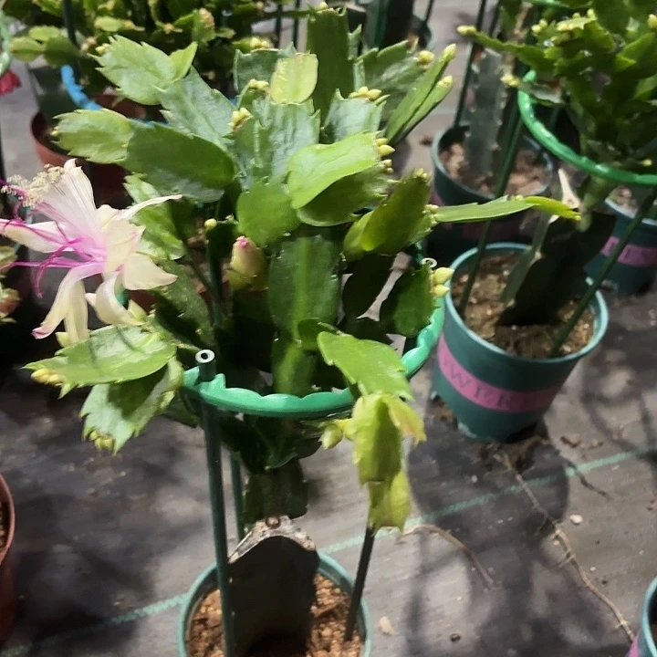 宇***当前无花栽培后可以开花