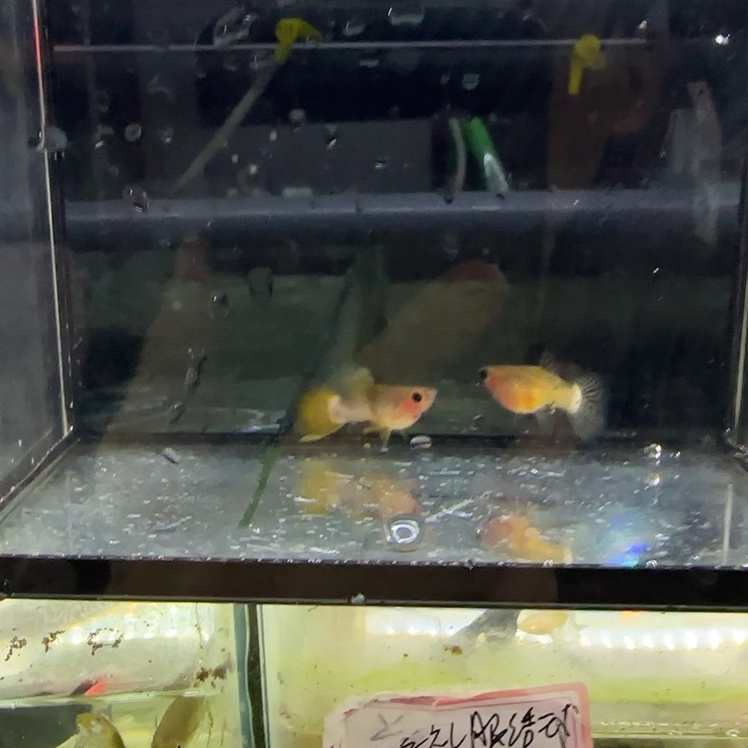 孔雀鱼粉猫一对！！！