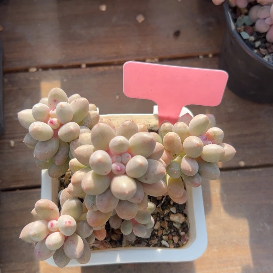 桃花奶1111111111111