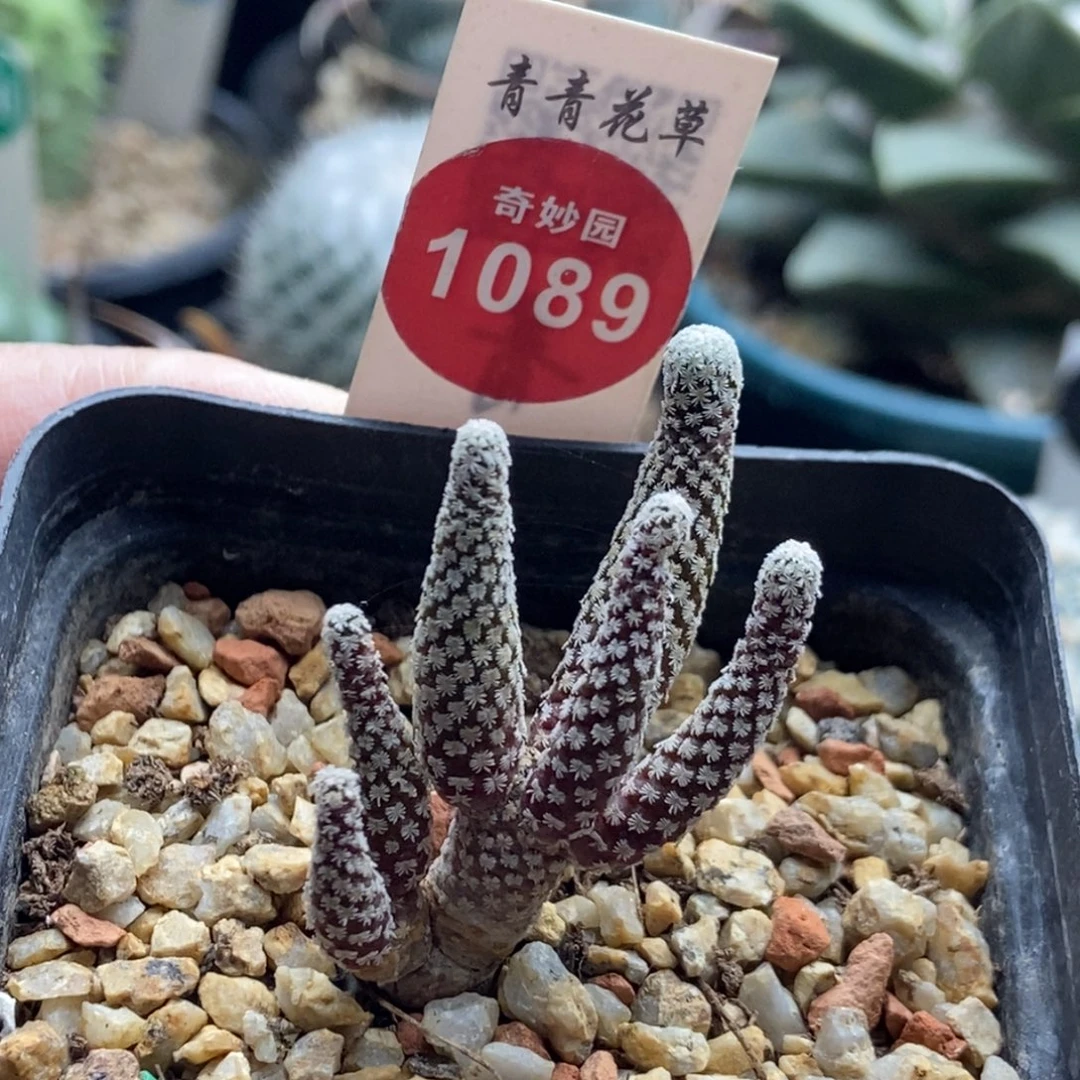 实生赤花精巧殿群