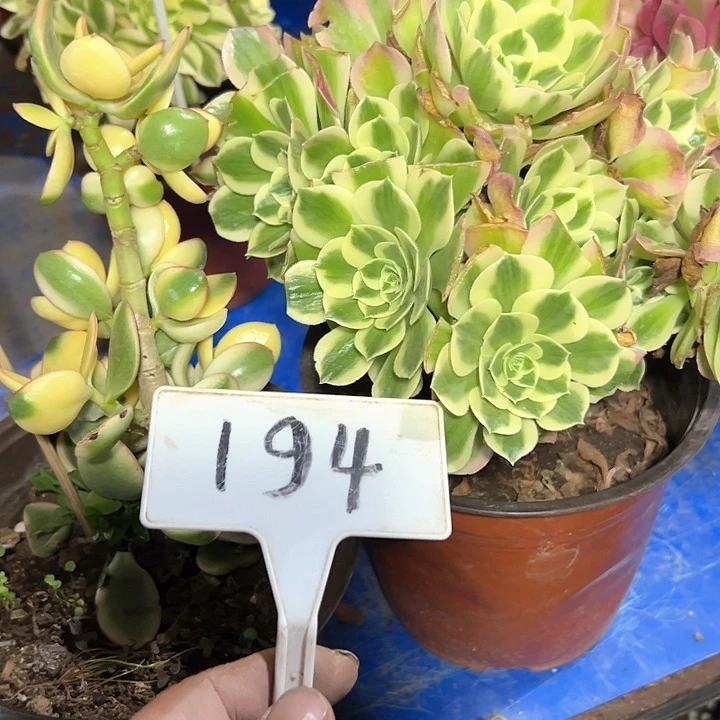 多肉植物组合法师